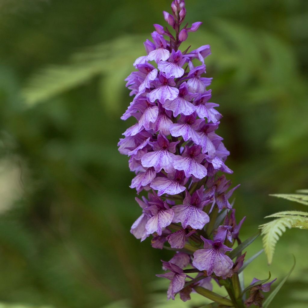 Dactylorhiza foliosa, Orchis