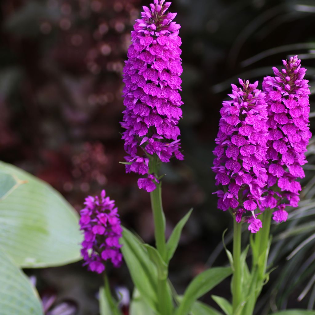 Dactylorhiza foliosa, Orchis