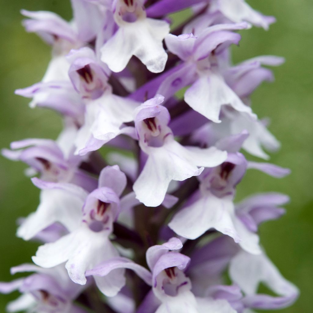 Dactylorhiza fuchsii - Orchis de Fuchs