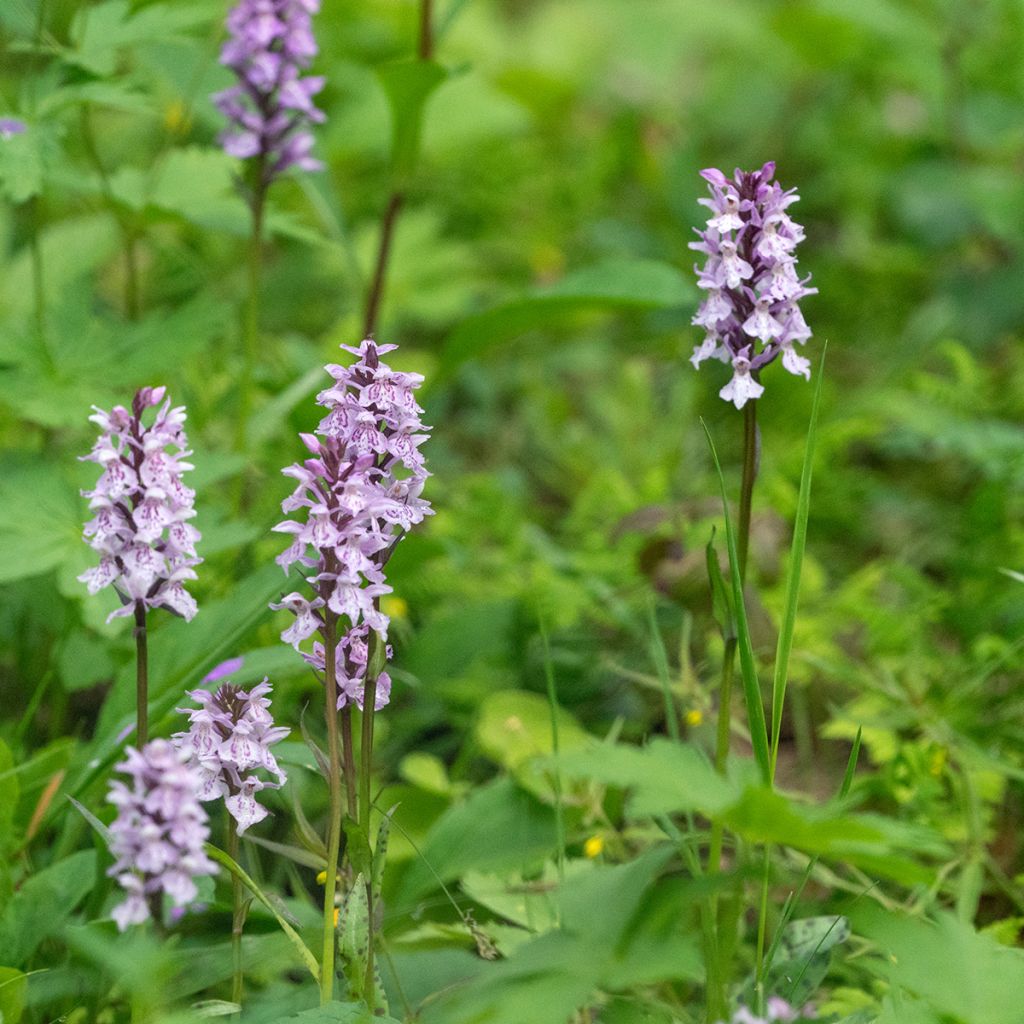 Dactylorhiza fuchsii - Orchis de Fuchs