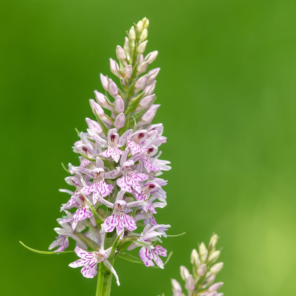 Dactylorhiza fuchsii - Orchis de Fuchs