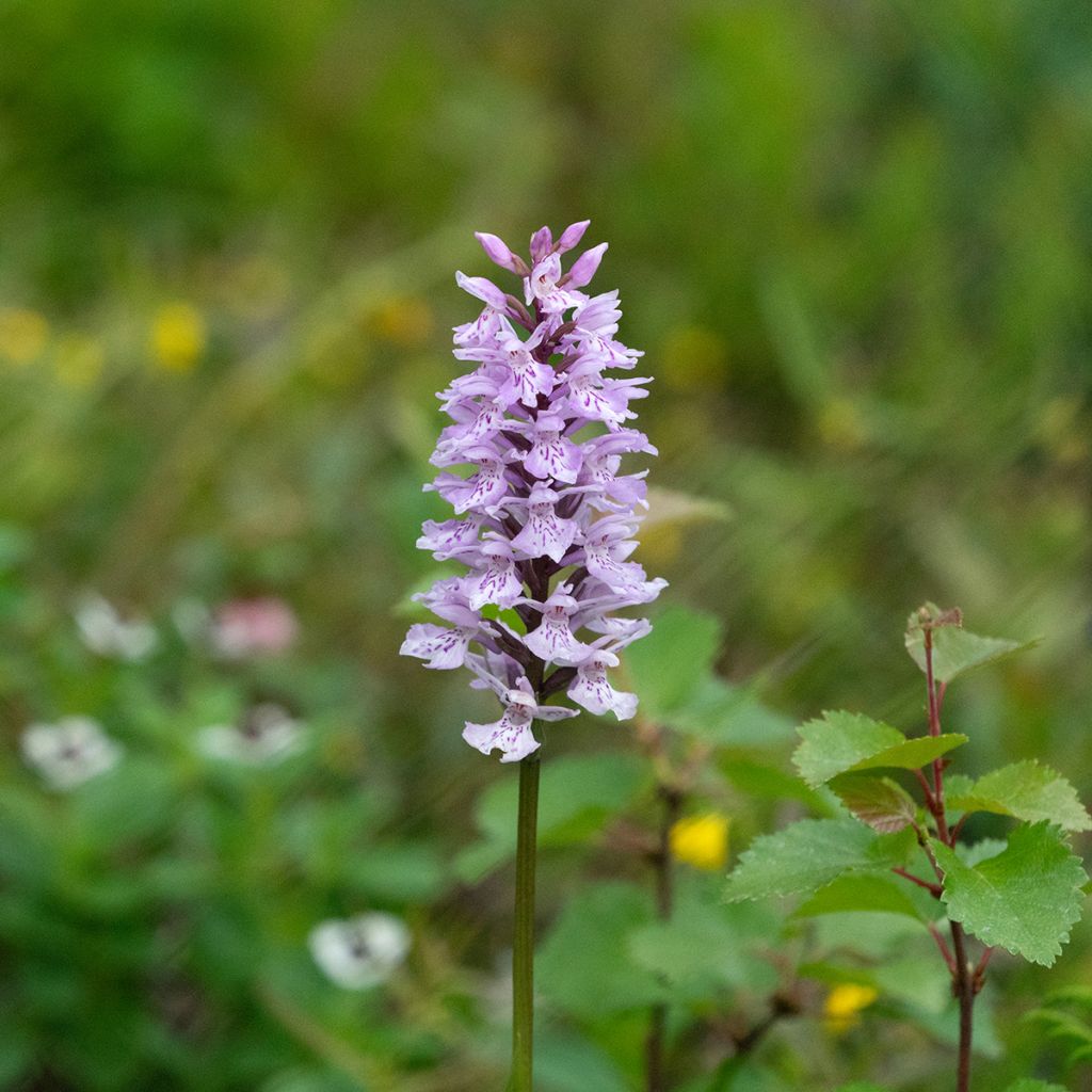 Dactylorhiza fuchsii - Orchis de Fuchs