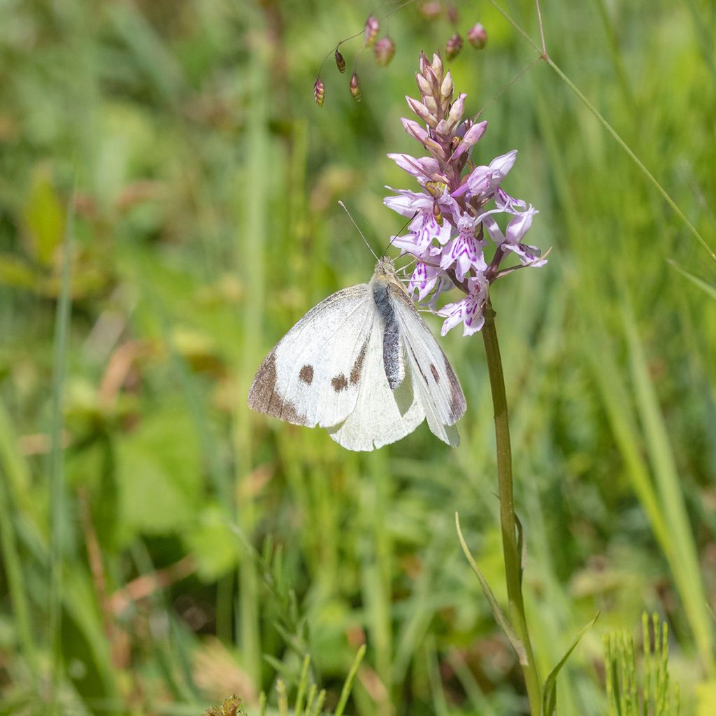 Dactylorhiza fuchsii - Orchis de Fuchs