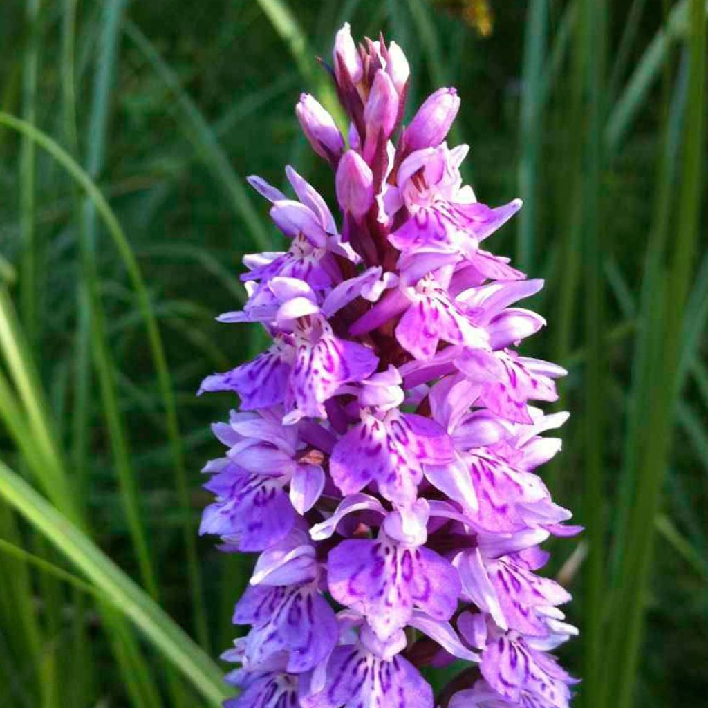 Dactylorhiza maculata, Orchis