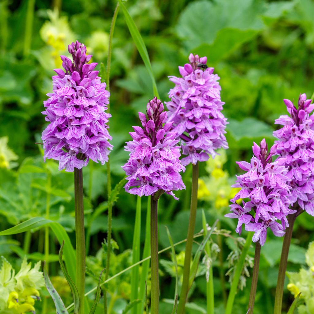 Dactylorhiza maculata, Orchis tacheté - Orchidée terrestre et vivace