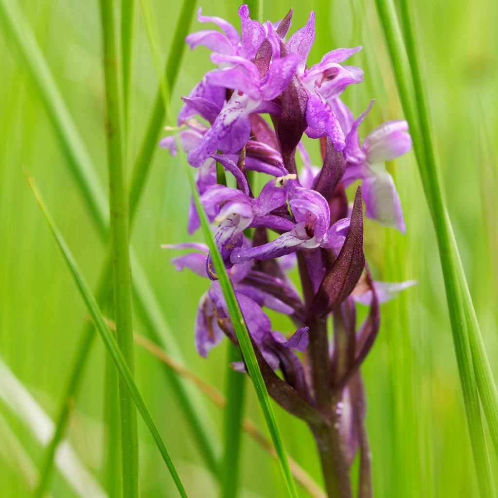 Dactylorhiza maculata, Orchis tacheté - Orchidée terrestre et vivace