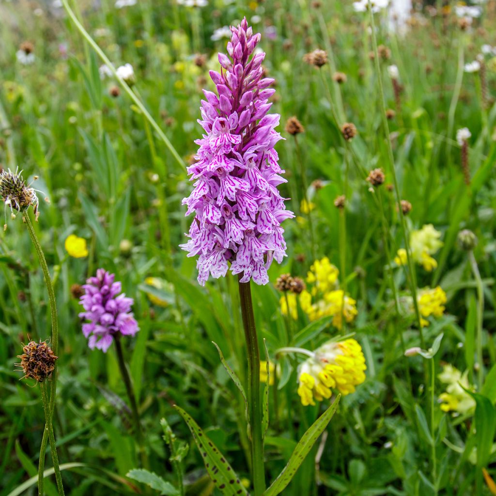 Dactylorhiza maculata, Orchis tacheté - Orchidée terrestre et vivace