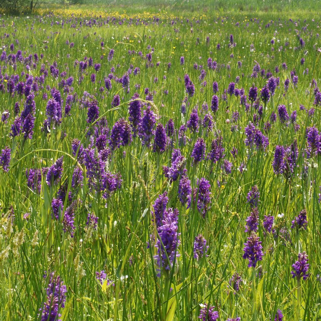 Dactylorhiza majalis, Orchis