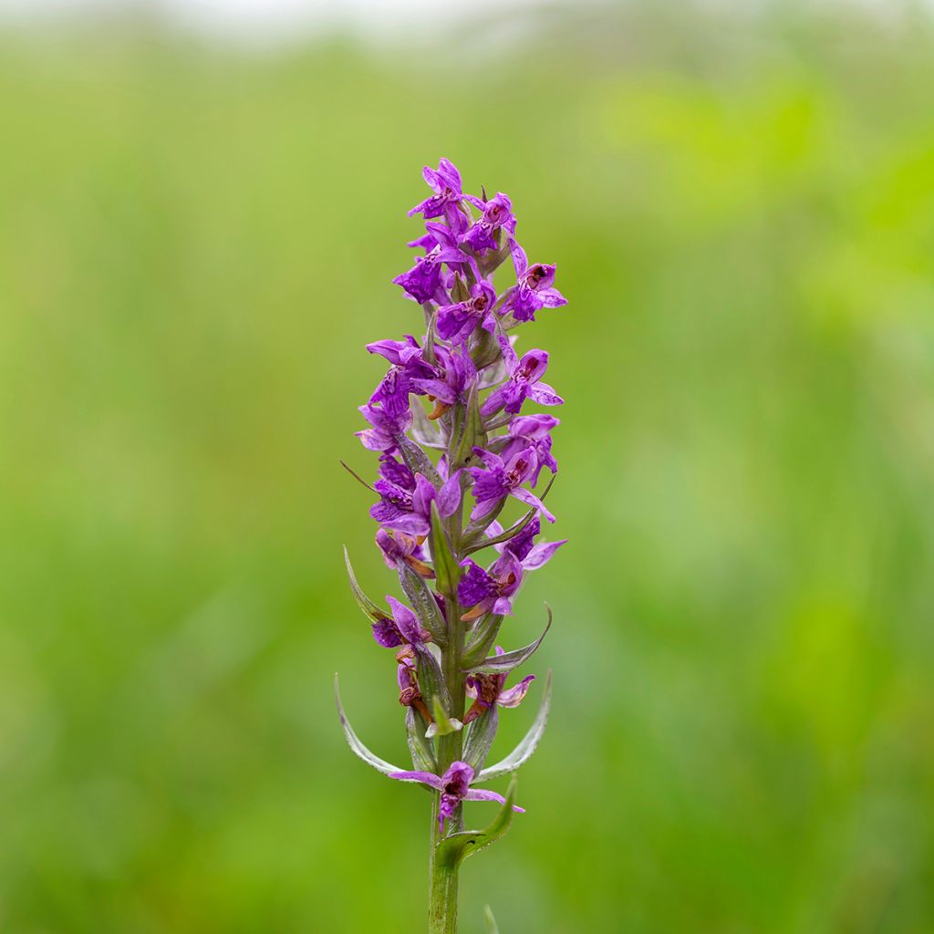 Dactylorhiza majalis - Orchis de Mai ou à feuilles larges 