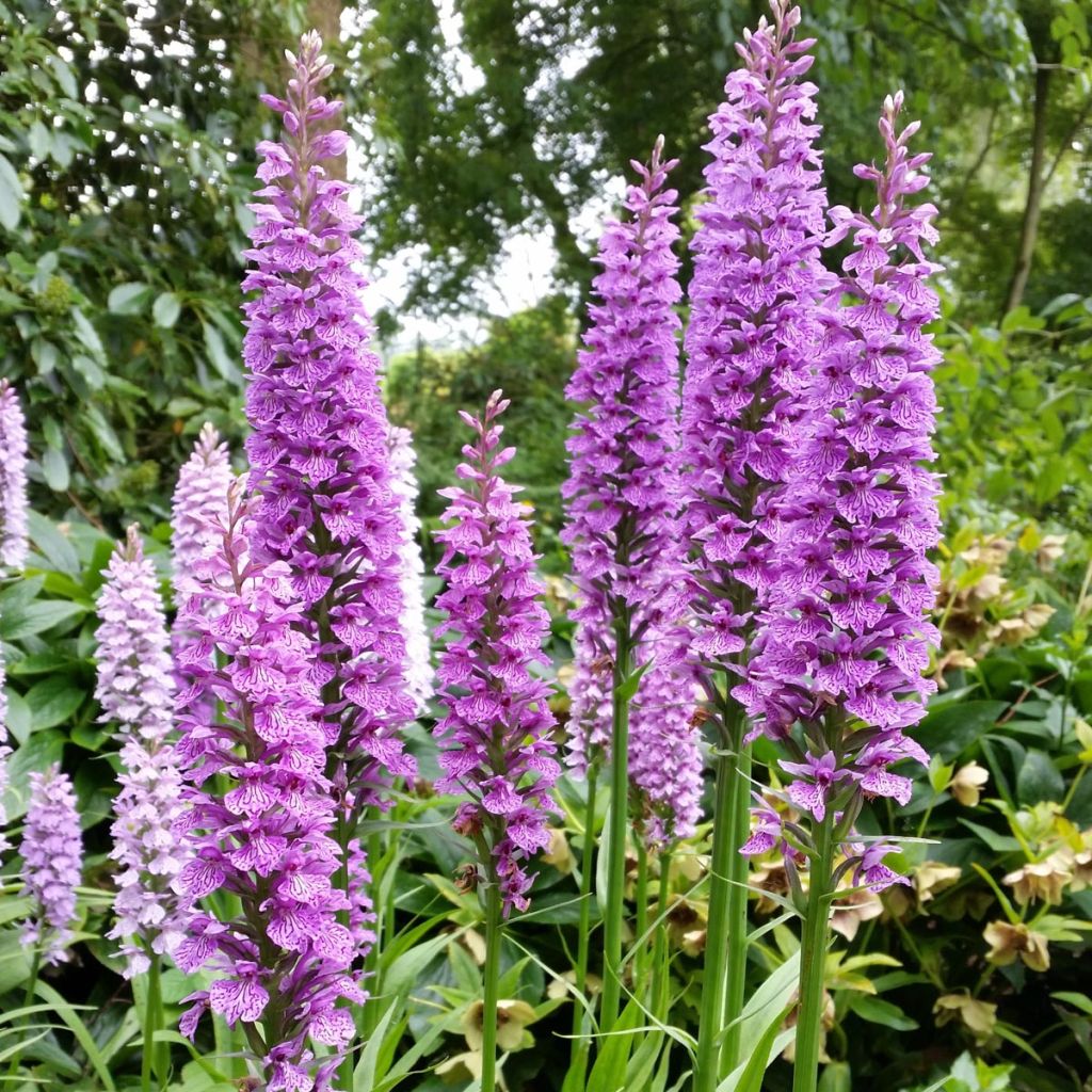Dactylorhiza praetermissa - Orchis négligé