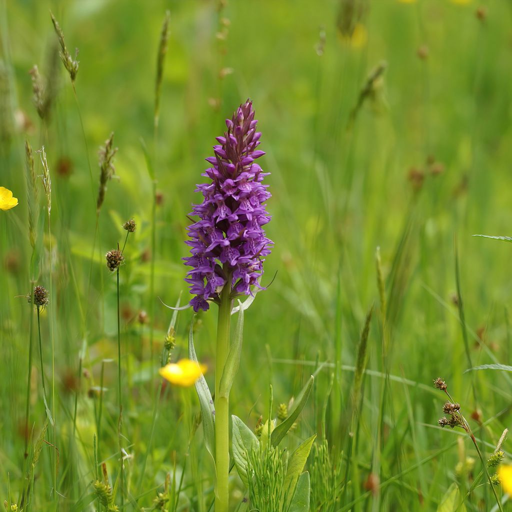 Dactylorhiza praetermissa - Orchis négligé