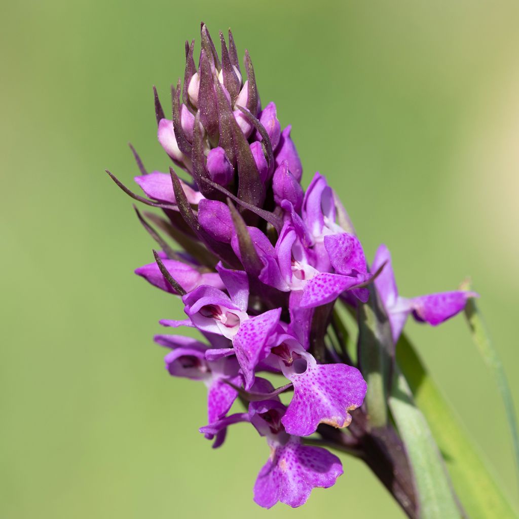 Dactylorhiza praetermissa - Orchis négligé