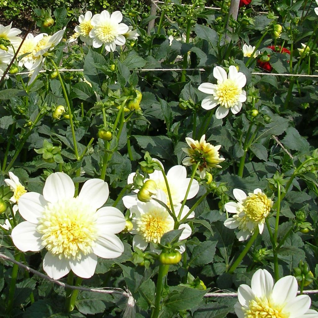 Dahlia Anemone Platinum Blonde