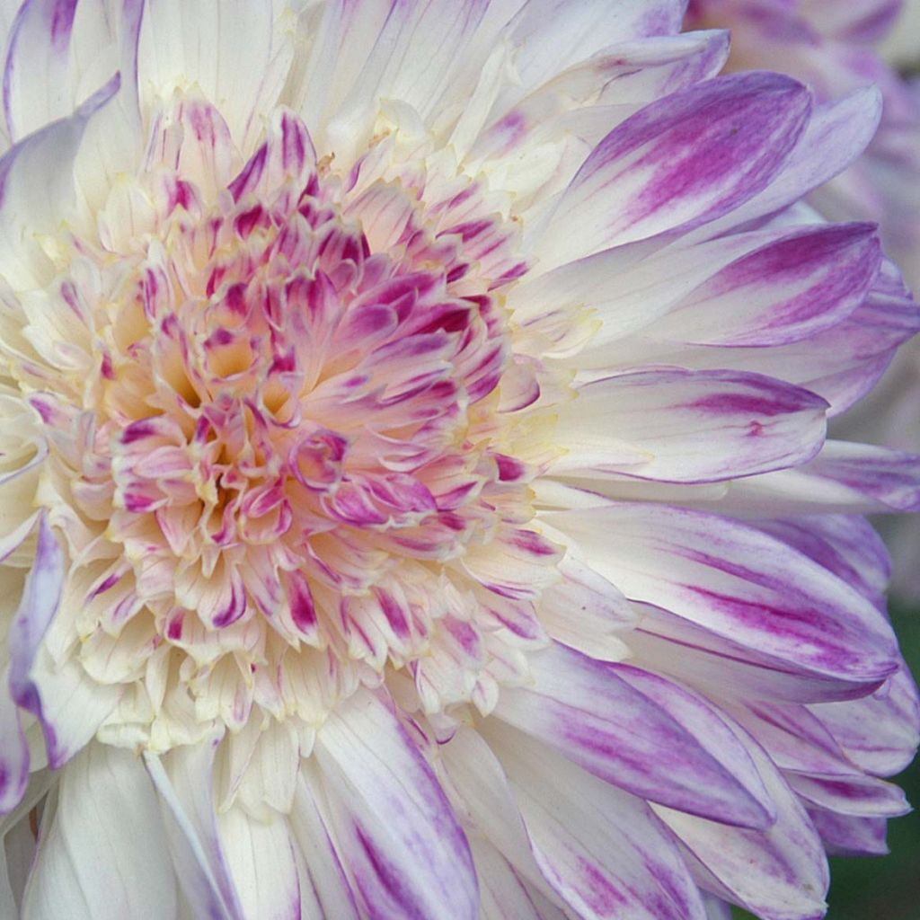 Dahlia Anemone Que Sera