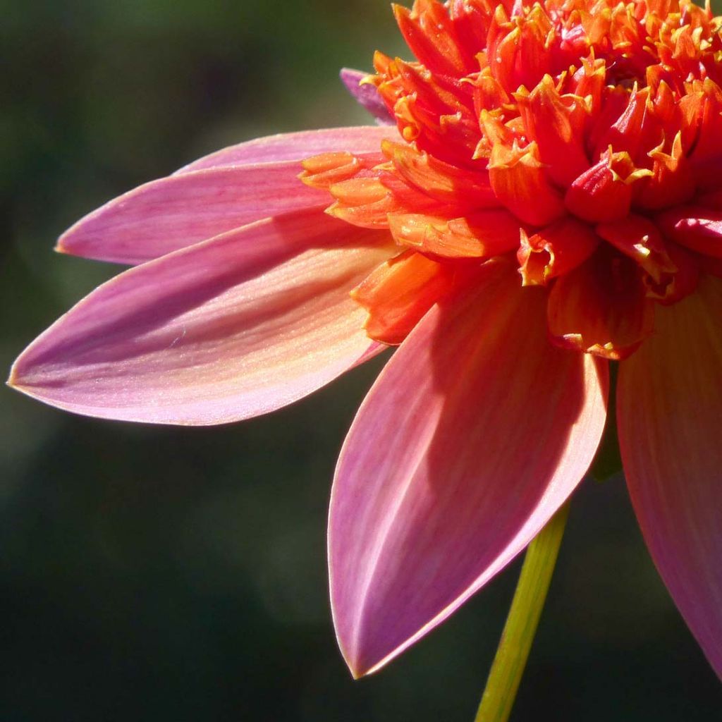 Dahlia Anemone Totally Tangerine