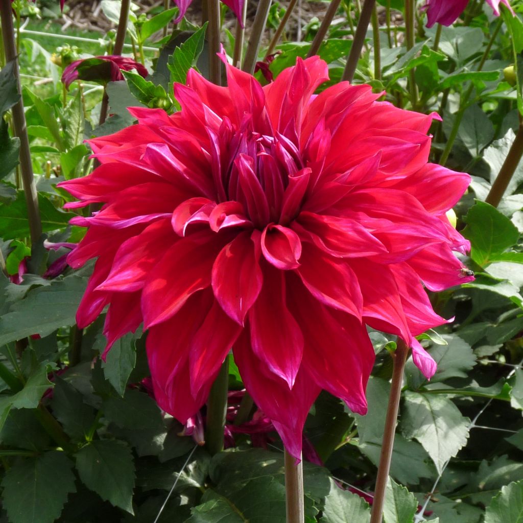 Dahlia Babyloon Pourpre