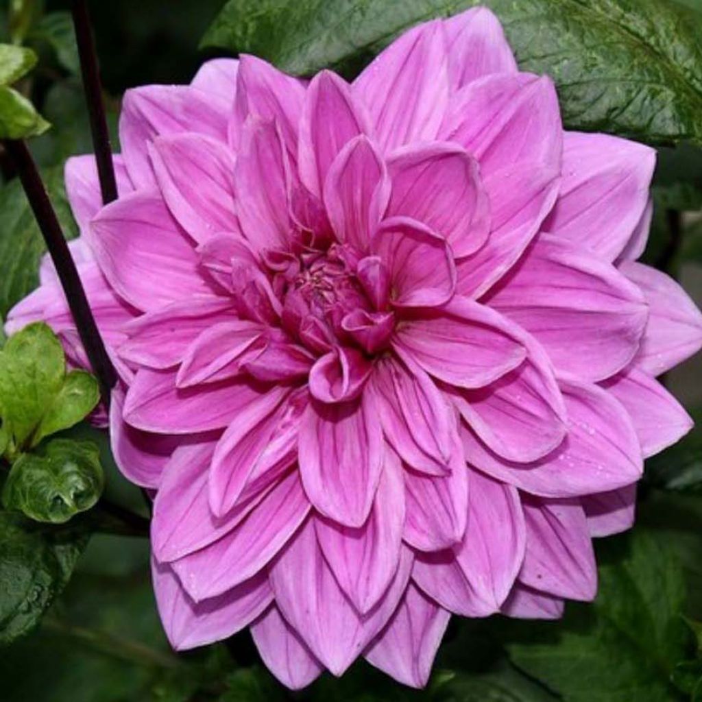 Dahlia Babyloon Rose