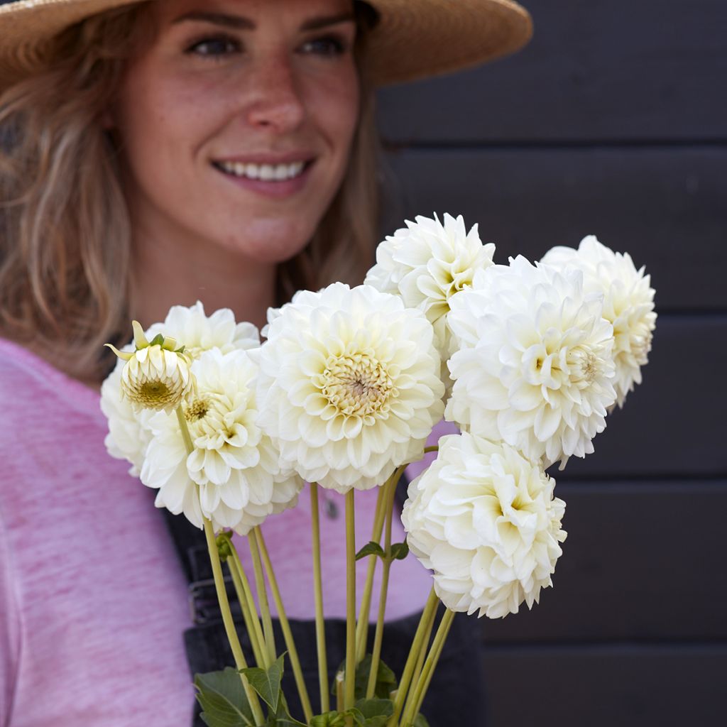 Dahlia décoratif Bahia Blanca