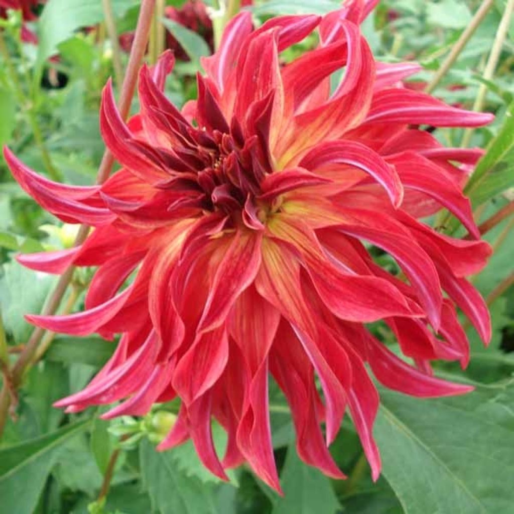 Dahlia Bangkok