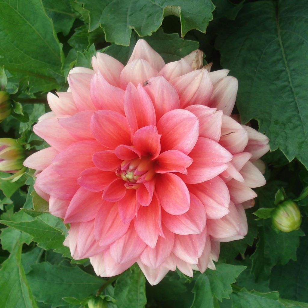 Dahlia nain Berliner Kleene