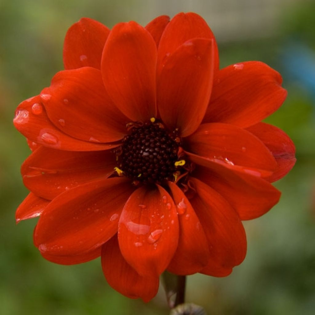 Dahlia Bishop of Llandaff