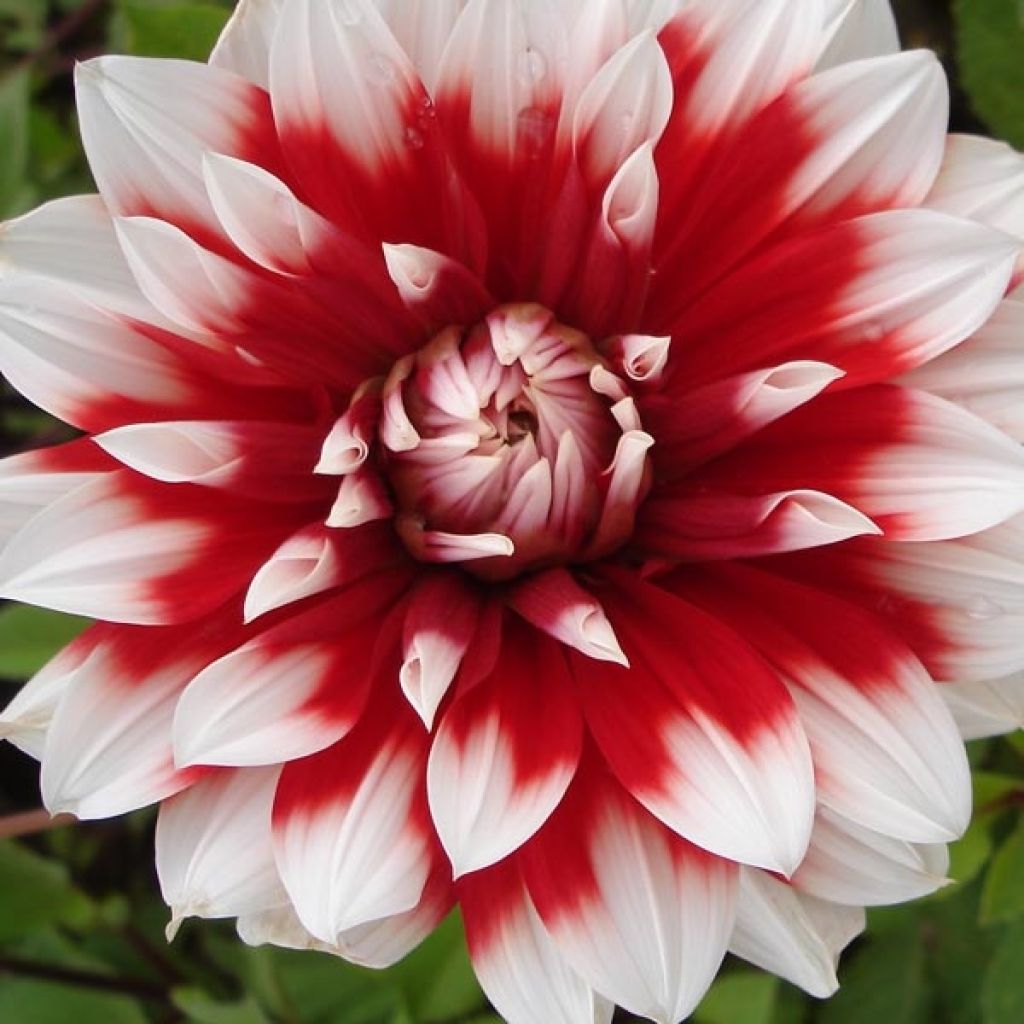 Dahlia géant Blith Spirit