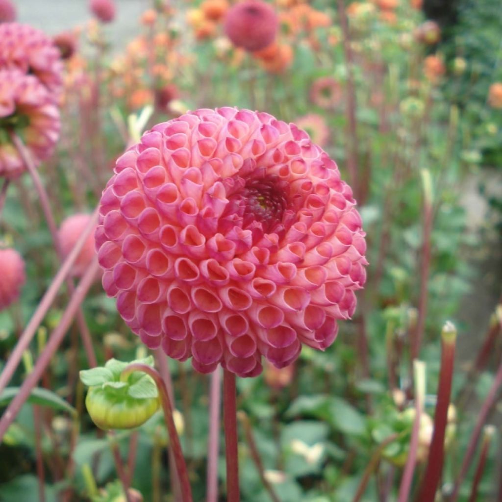 Dahlia Pompon Burlesca