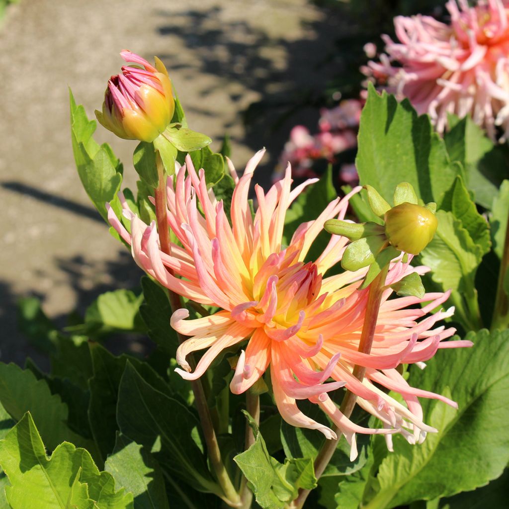 Dahlia Cactus nain Star's Lady