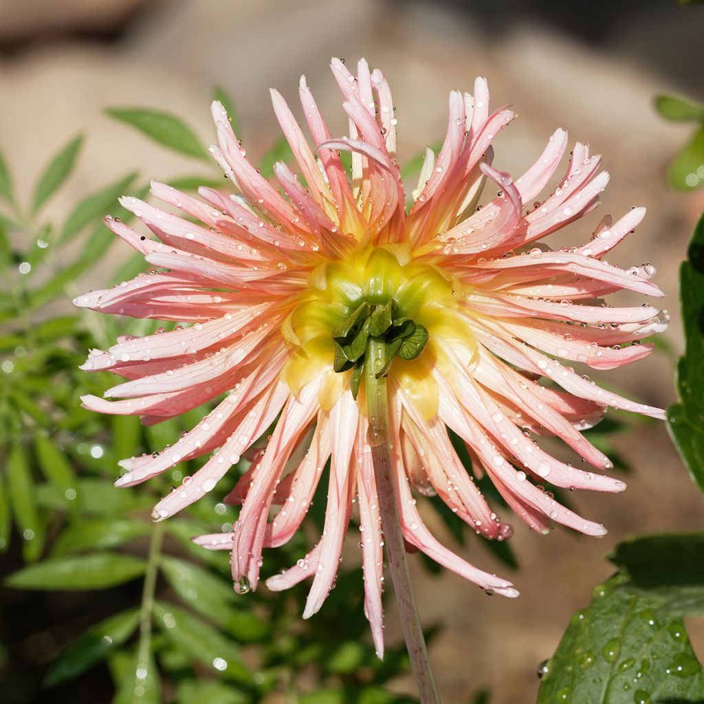 Dahlia Cactus nain Star's Lady