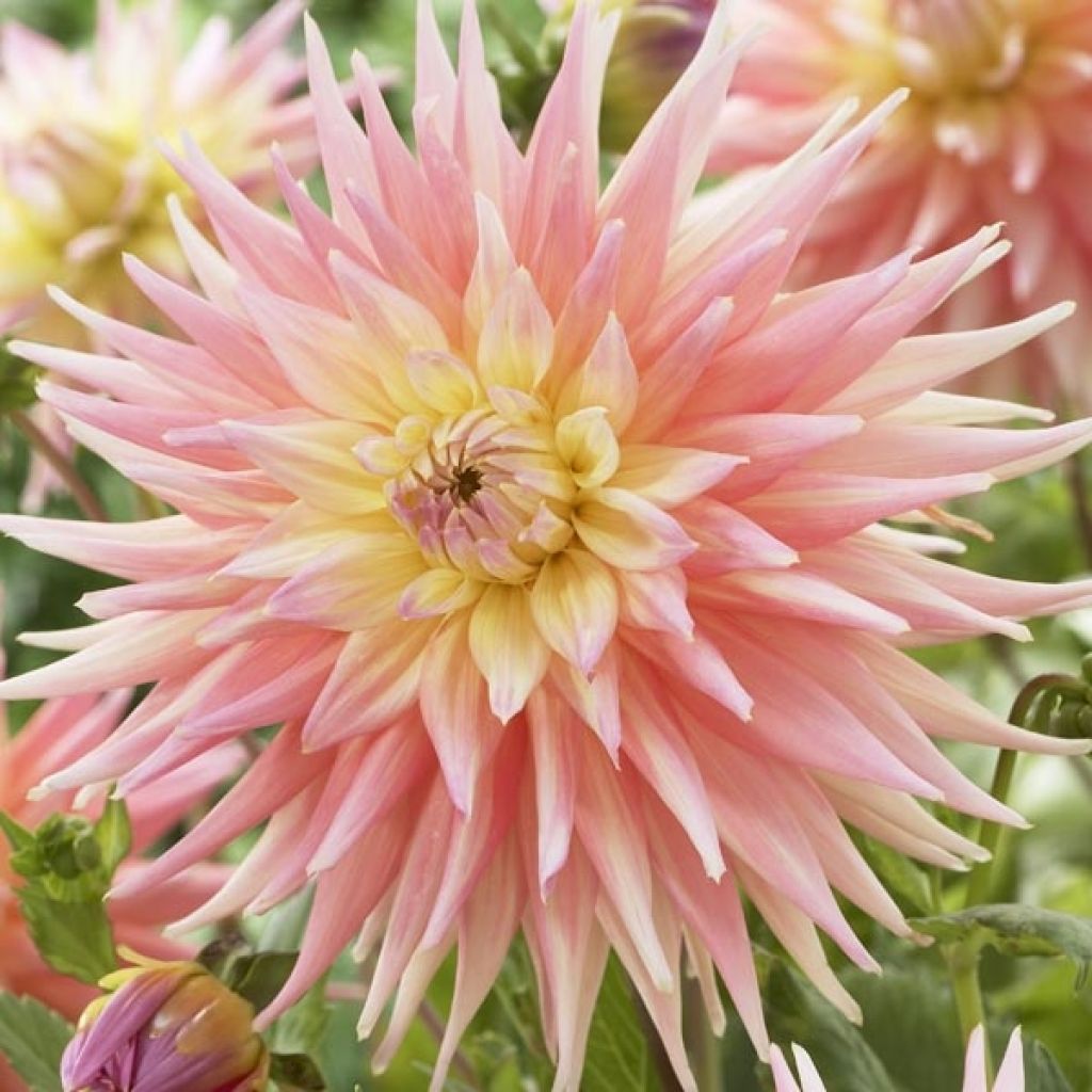 Dahlia Cactus Camargue