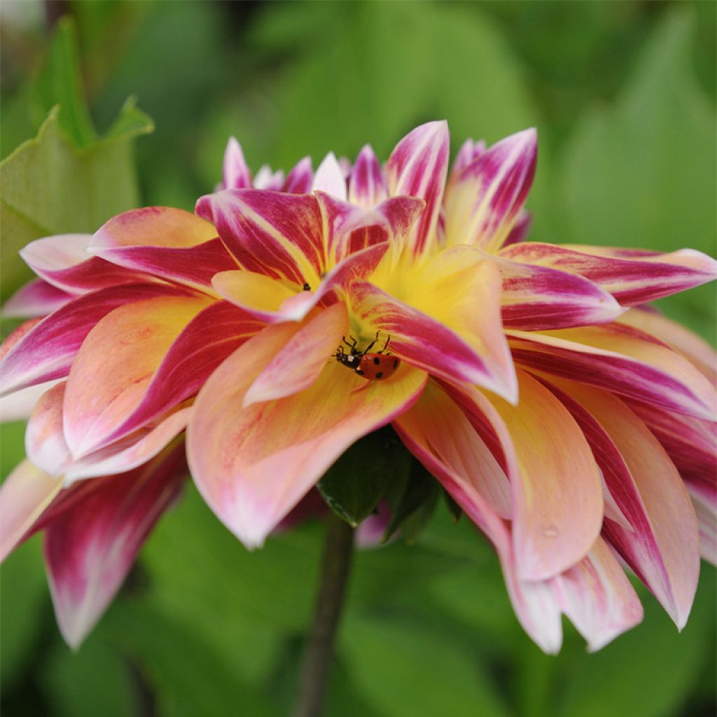 Dahlia Carribean Fantasy