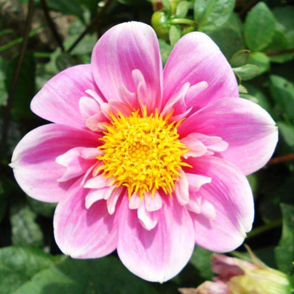 Dahlia Collerette Haartenaas