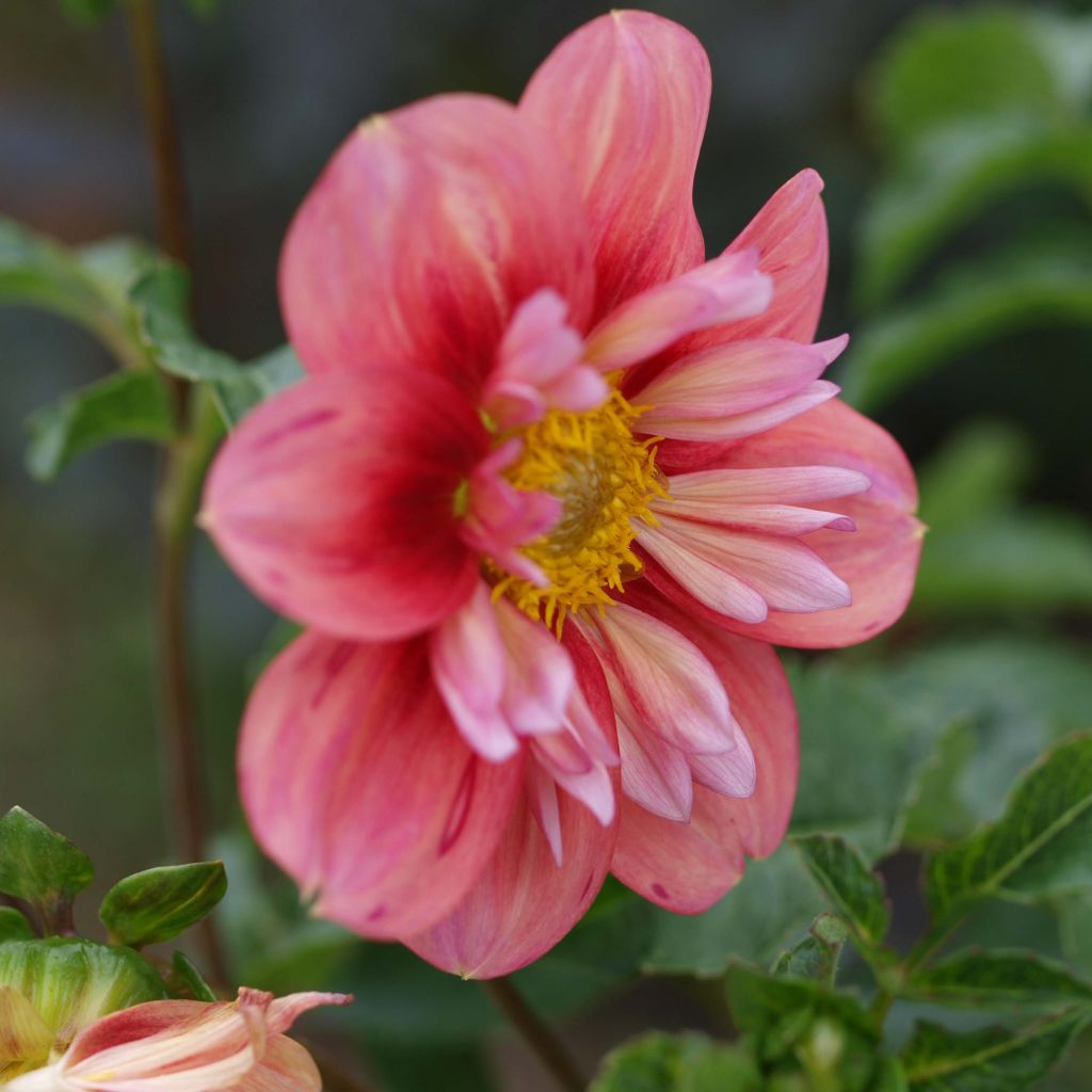 Dahlia Collerette Giggles