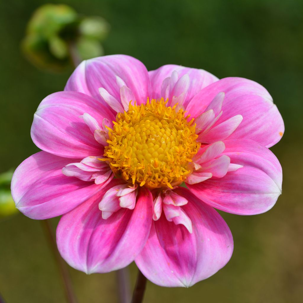 Dahlia Collerette Hartenaas