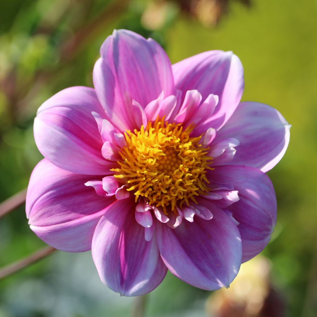 Dahlia Collerette Hartenaas