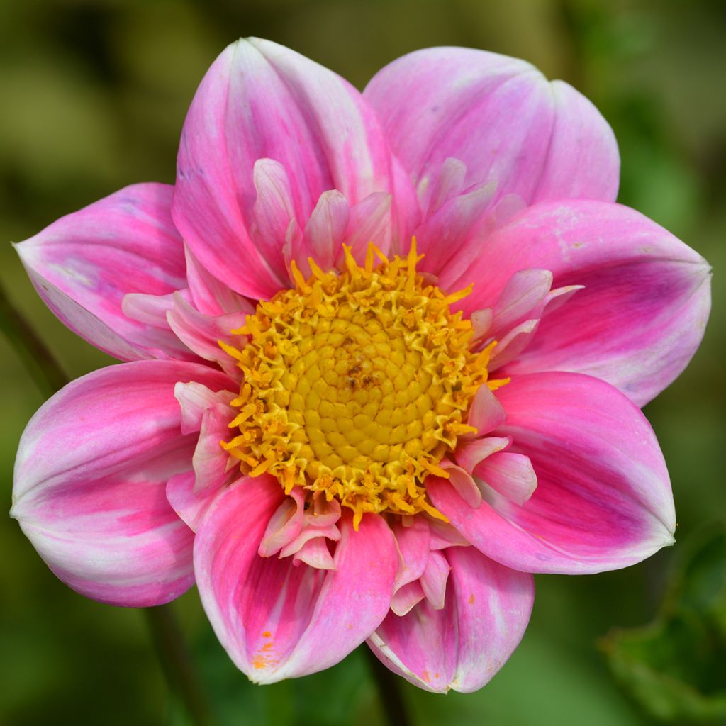 Dahlia Collerette Hartenaas