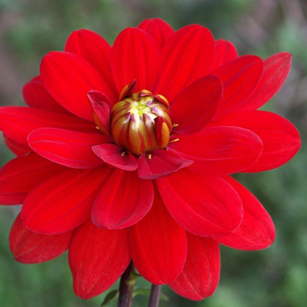 Dahlia Contessa