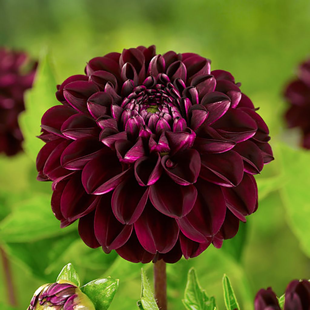 Dahlia balle Dark Spirit