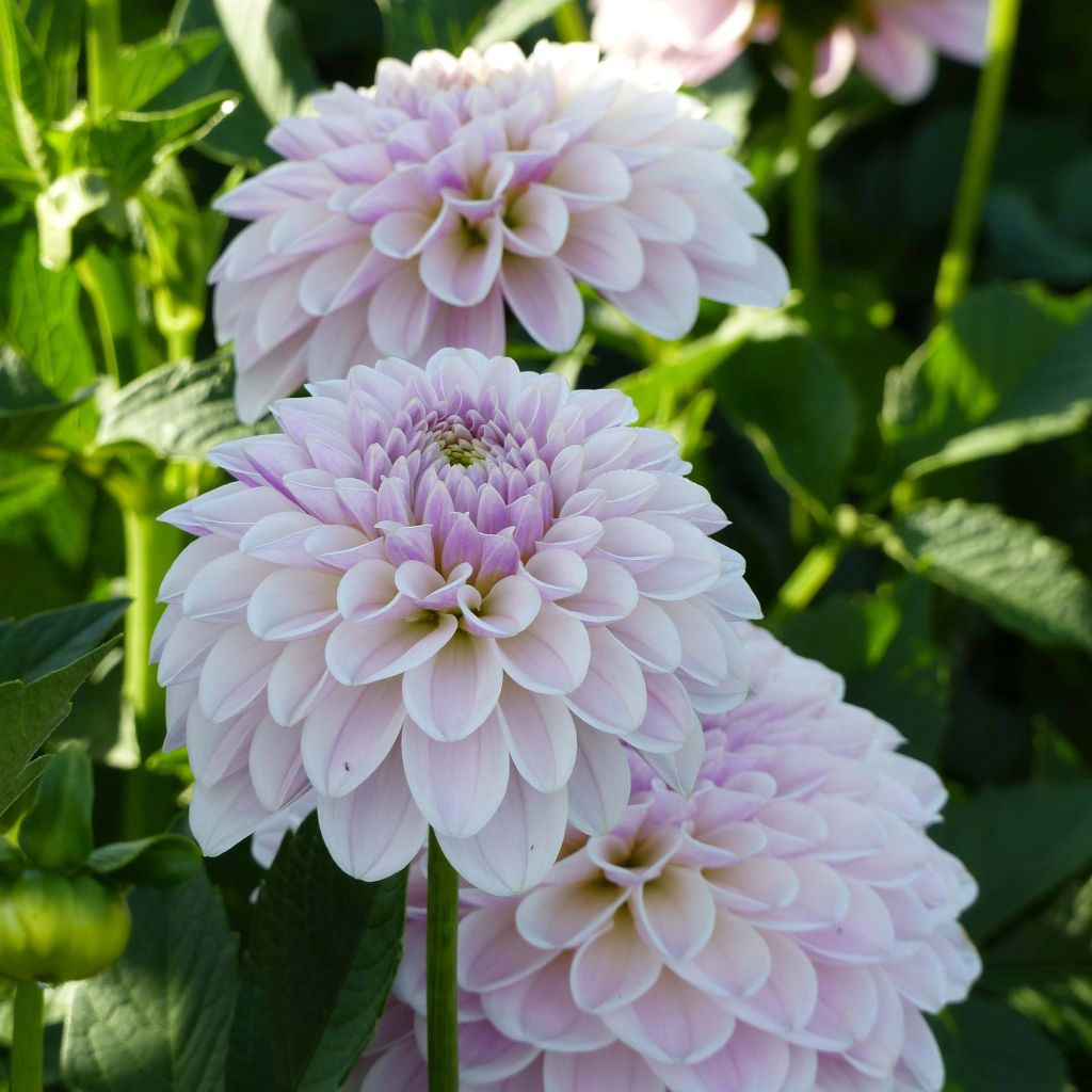 Dahlia Décoratif Pink Silk