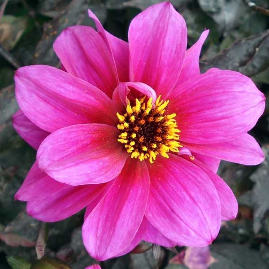 Dahlia paysage Excentrique