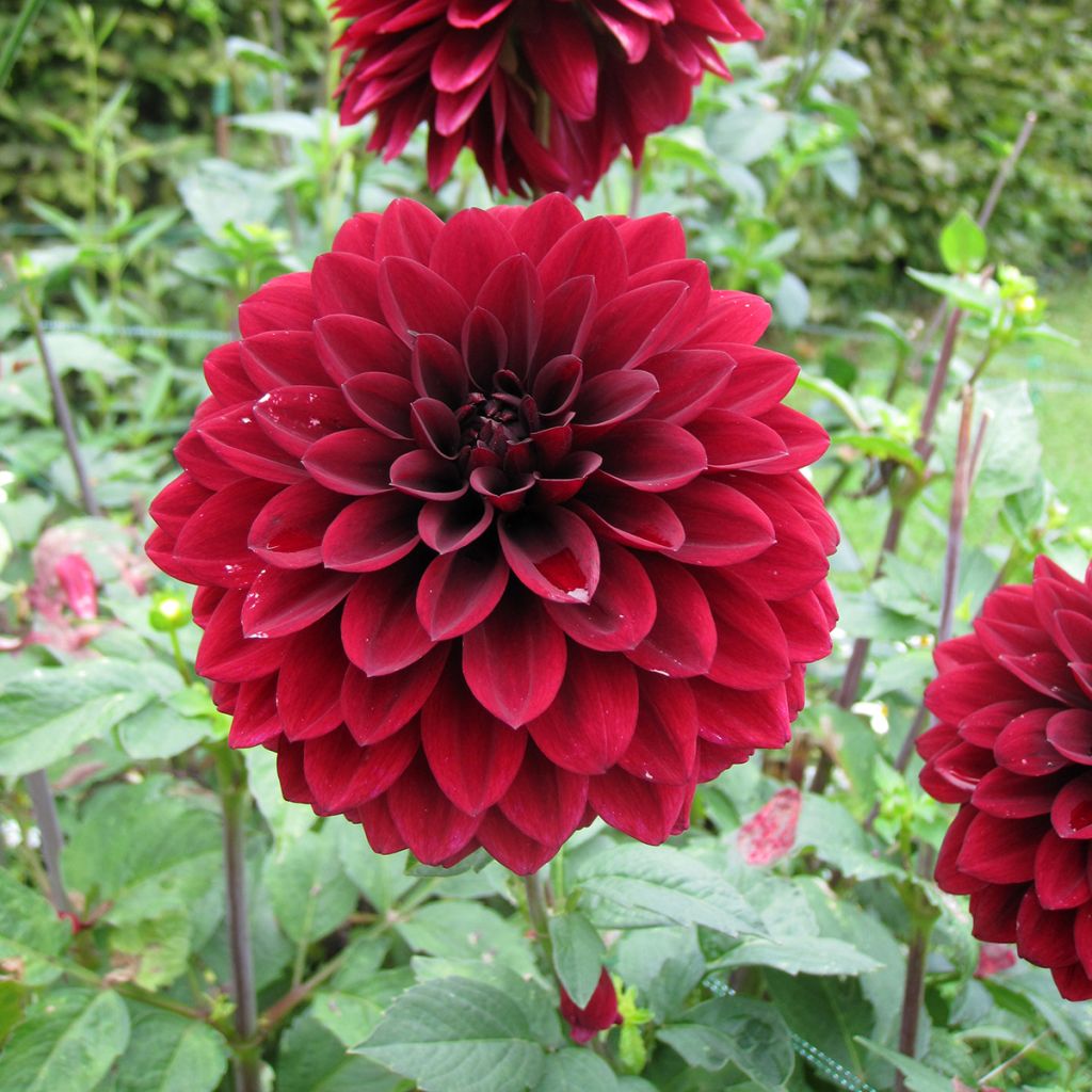 Dahlia Faro