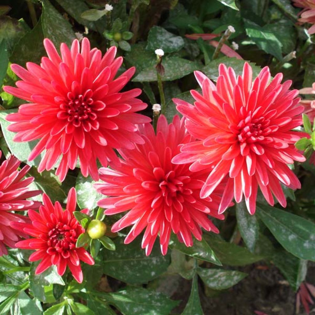 Dahlia Fluorescent Glow