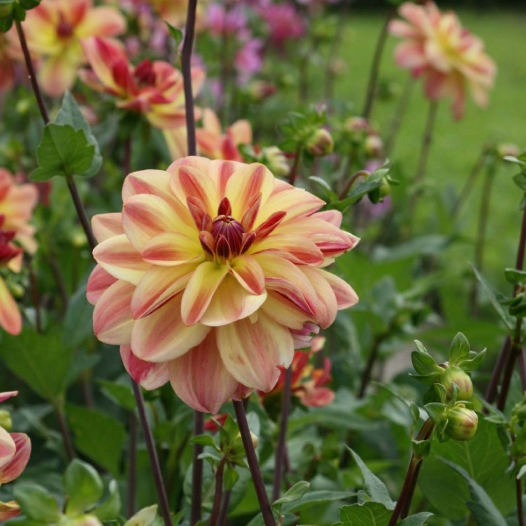 Dahlia Happy Butterfly