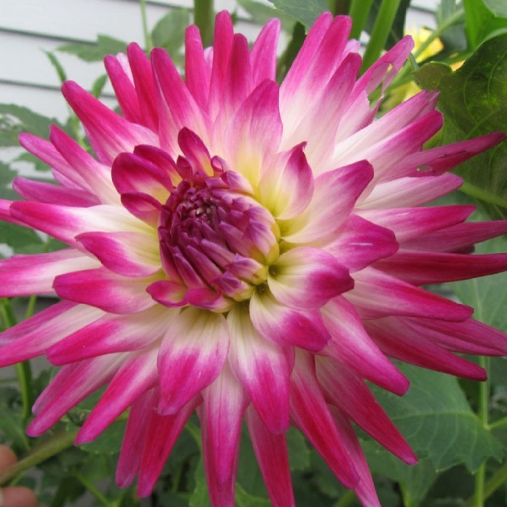 Dahlia cactus Hayley Jane