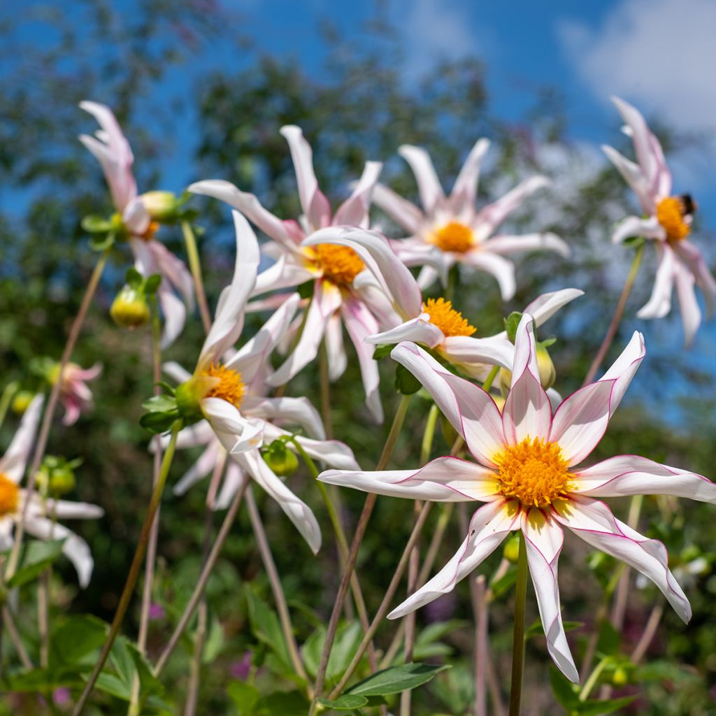 Dahlia Honka Fragile