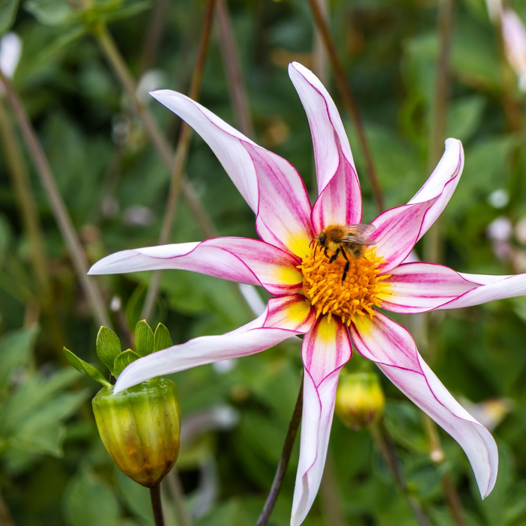 Dahlia Honka Fragile