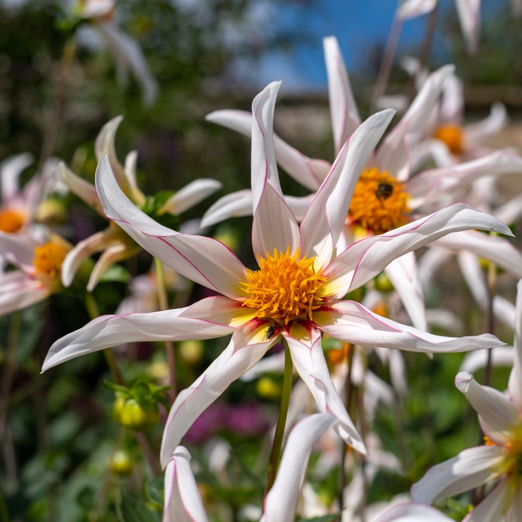 Dahlia Honka Fragile