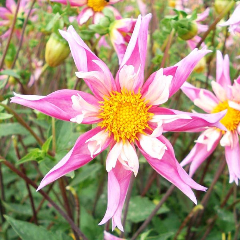 Dahlia Honka Lorana Dawn