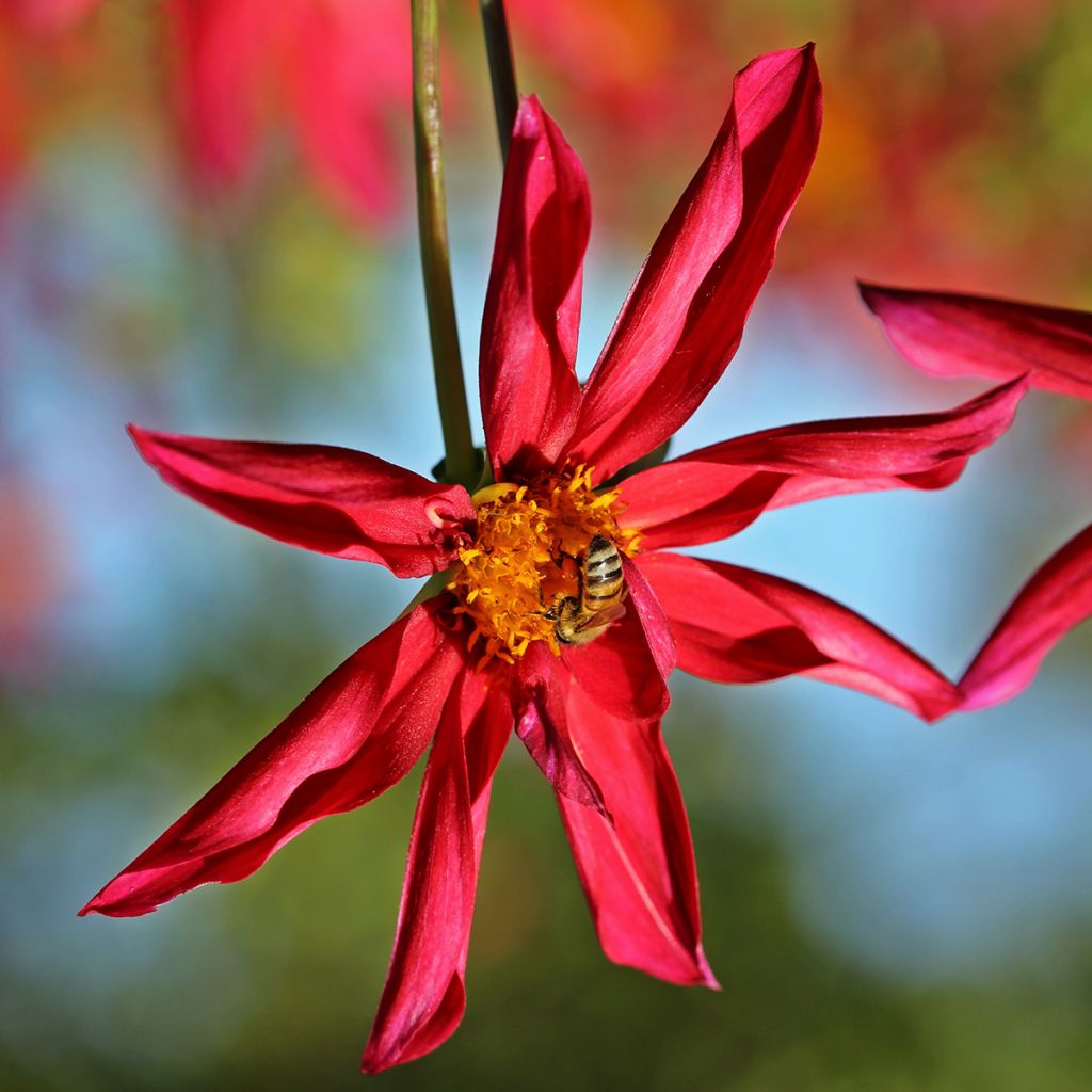 Dahlia Honka Red