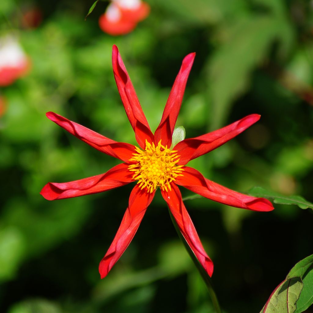 Dahlia Honka Red